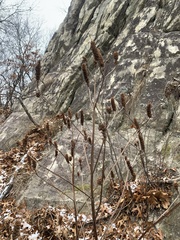 Agastache nepetoides