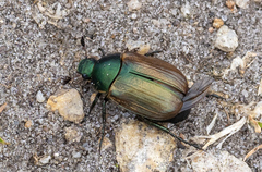 Anomala dubia
