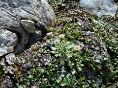 Erigeron nivalis
