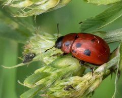 Gonioctena fornicata