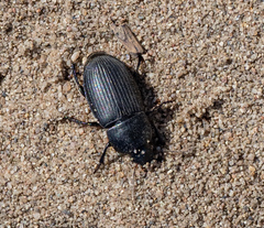 Harpalus