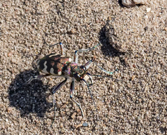 Cicindela hybrida