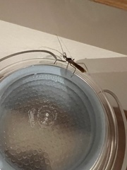 Isocondylus elongatus