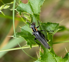Cantharis obscura