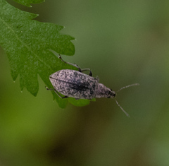 Polydrusus pilosus