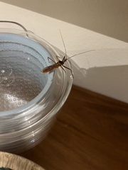 Isocondylus elongatus