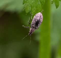 Polydrusus pilosus
