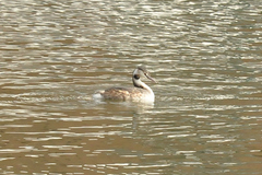 Podiceps cristatus