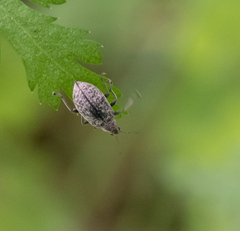 Polydrusus pilosus