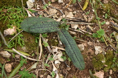 Neotinea maculata