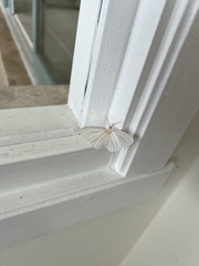 Lepidoptera