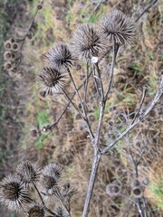 Arctium lappa