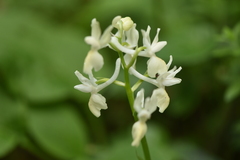 Orchis provincialis