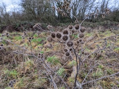 Arctium lappa