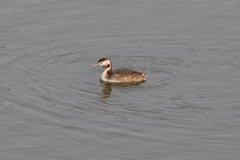 Podiceps cristatus