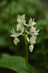 Orchis provincialis
