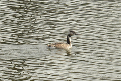 Podiceps cristatus