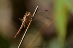 Neurothemis intermedia