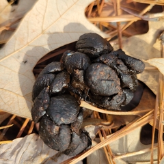 Odocoileus virginianus