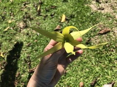 Cananga