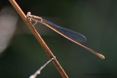 Aciagrion pallidum