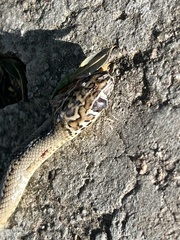 Psammophis mossambicus