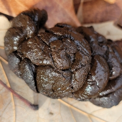 Odocoileus virginianus