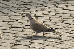 Streptopelia decaocto
