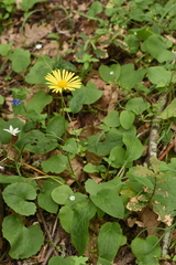 Doronicum caucasicum