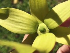 Cananga