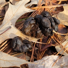 Odocoileus virginianus