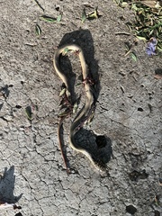 Psammophis mossambicus
