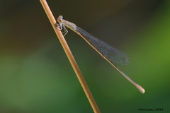 Aciagrion pallidum