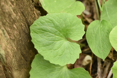 Doronicum caucasicum