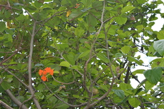 Cordia dodecandra