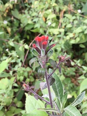 Castilleja arvensis arvensis