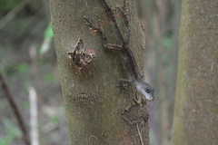 Anolis rodriguezii