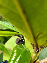Gonodonta