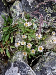 Erigeron nivalis