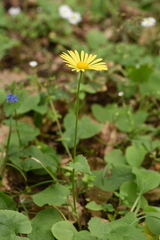 Doronicum caucasicum