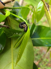 Gonodonta