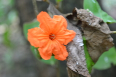 Cordia dodecandra