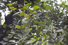 Cordia dodecandra