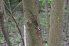 Anolis rodriguezii