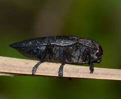 Capnodis tenebricosa