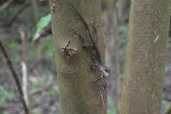 Anolis rodriguezii