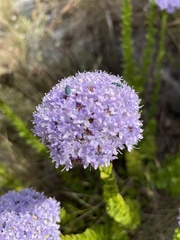 Melyris