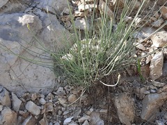Allium mirzajevii