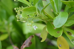 Scaevola plumieri
