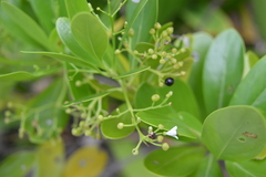 Scaevola plumieri
